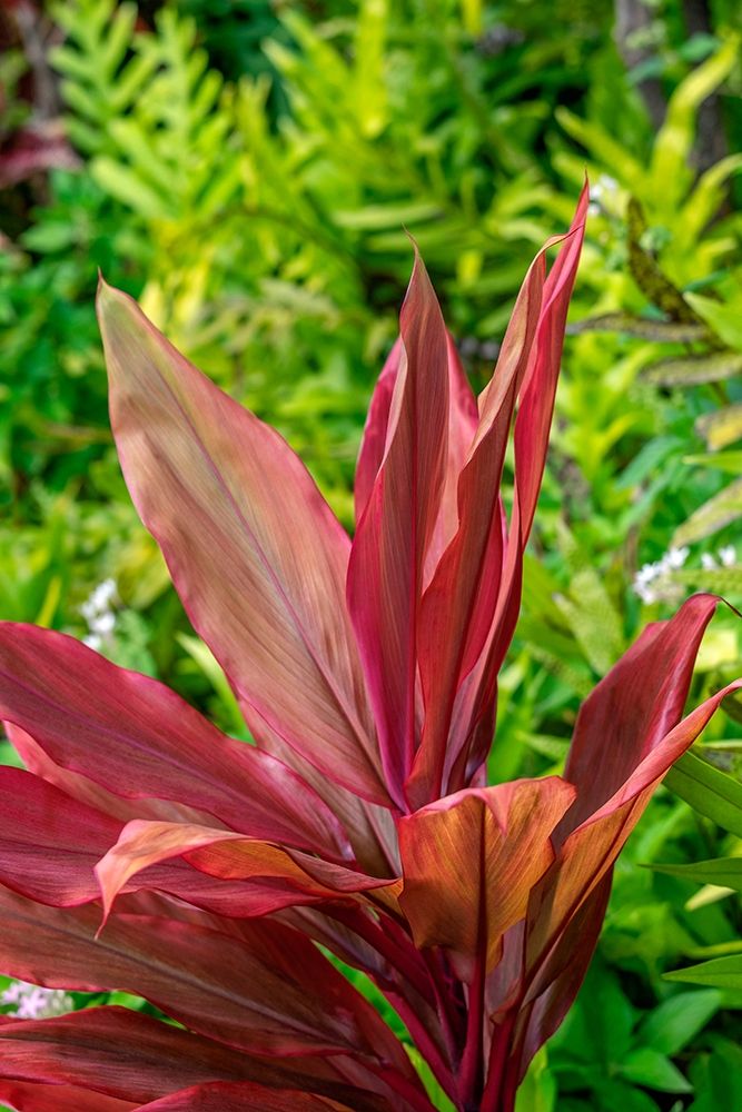 Cordyline fruticosa-Ti plant